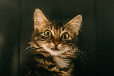 棕色虎斑猫在近距离摄影
